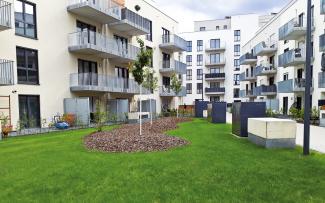 Newly planted small trees surrounded by residential buildings